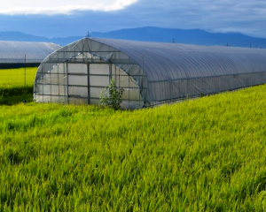ビニールハウス栽培イメージ