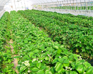 ビニールハウス栽培イメージ