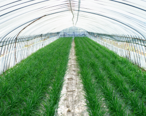 ビニールハウス栽培イメージ
