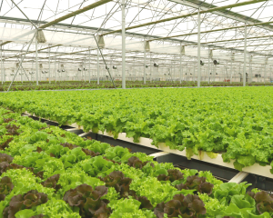 ビニールハウス栽培イメージ
