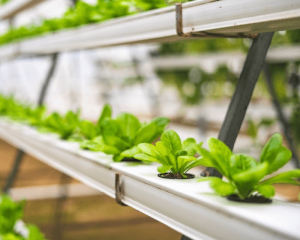 ビニールハウス栽培イメージ