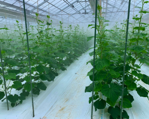 ビニールハウス栽培イメージ