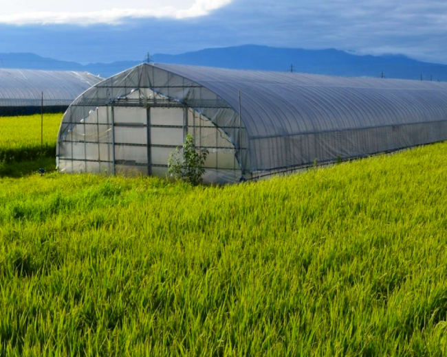 ビニールハウス栽培イメージ