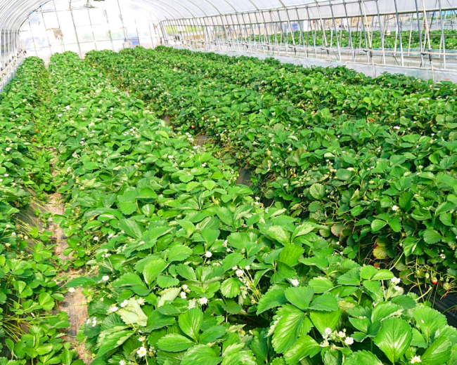 ビニールハウス栽培イメージ