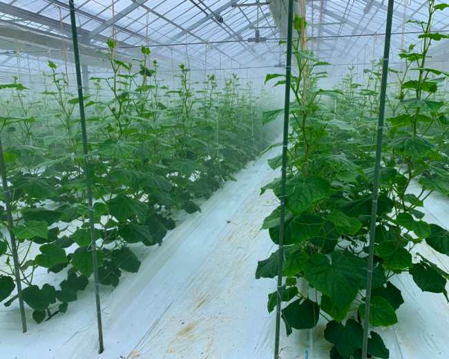 ビニールハウス栽培イメージ