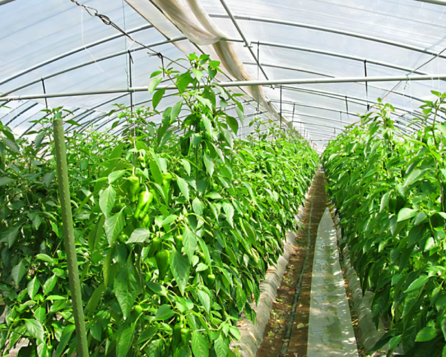 ビニールハウス栽培イメージ