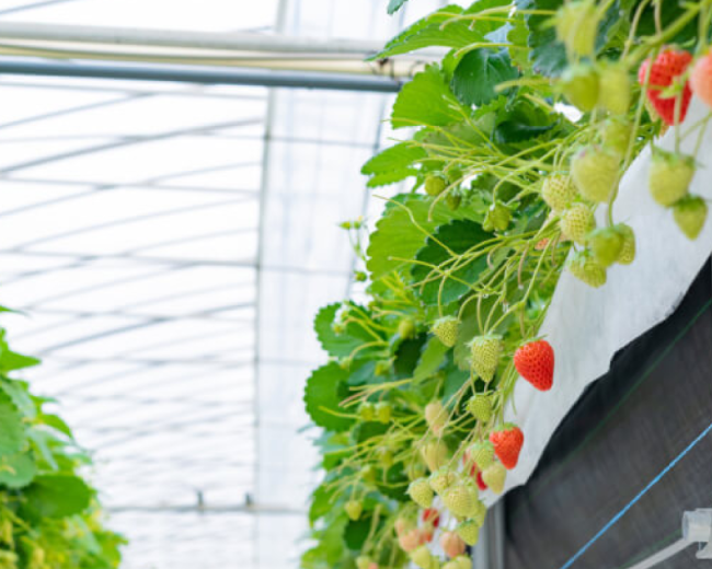 ビニールハウス栽培イメージ